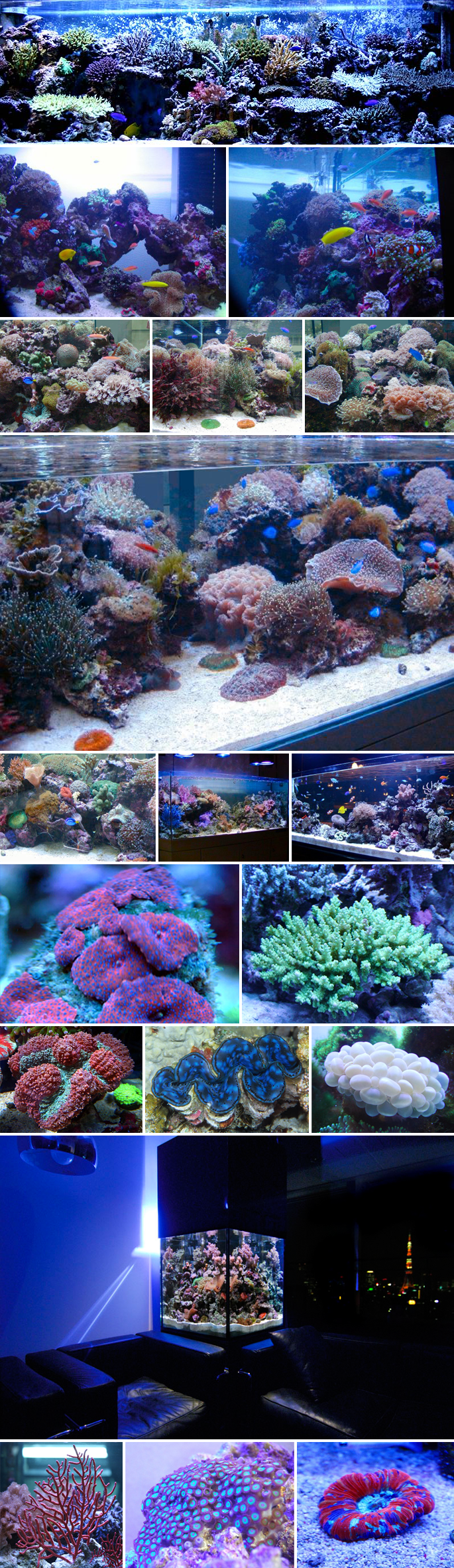 海水魚珊瑚礁水槽　