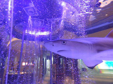 東京のオフィスに大型サメ水槽