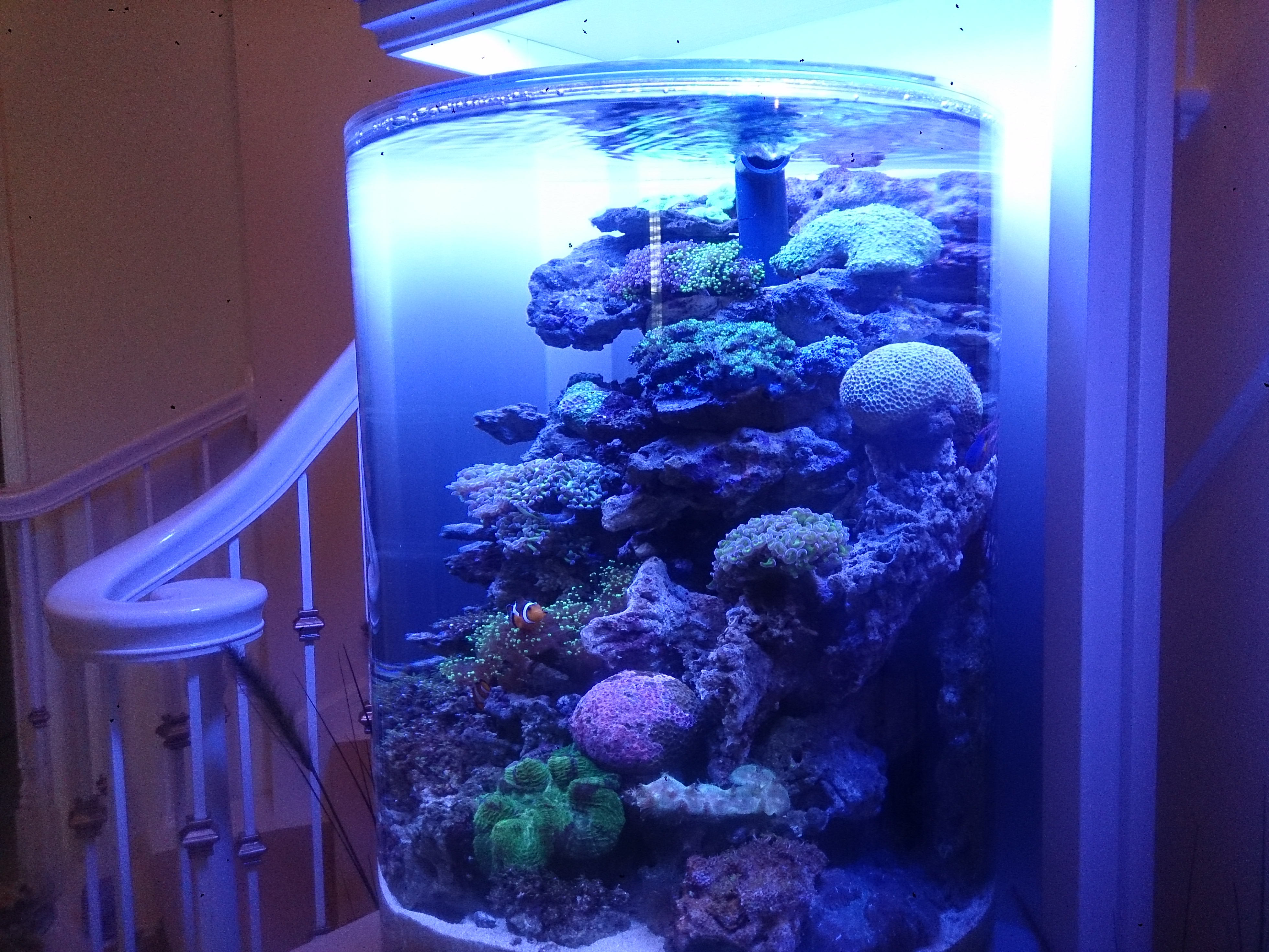 円柱サンゴ水槽