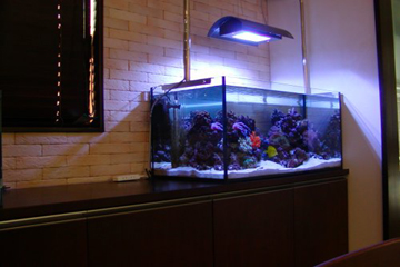 海水魚水槽  レンタル　横浜