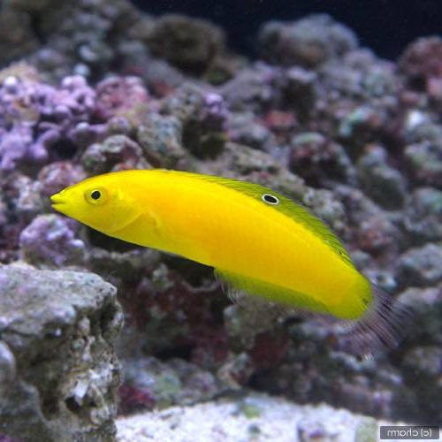 水槽レンタル＆リースならアクアリンクーお魚紹介　真っ黄色のお魚！イエローコリス！