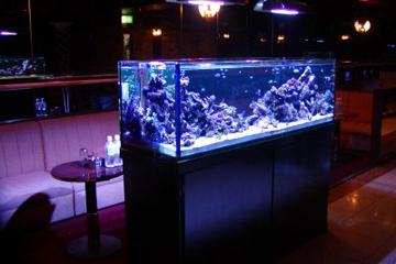銀座　高級クラブ様　1.5メートル海水珊瑚水槽