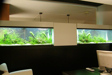 渋谷区　オフィスルーム内　1,200×450×450Hの水槽を2台並列して設置