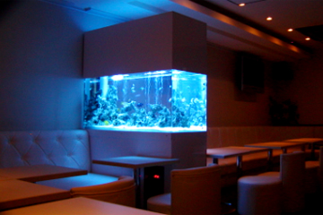 プリントアウト用ページ Aqua Link 熱帯魚 水槽のインテリアプロデュース メンテナンス
