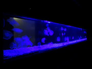 東京都　高級アクアリウムラウンジ　5メートル水槽に泳ぐクラゲが圧巻