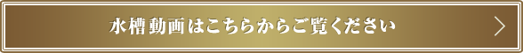 水槽動画はこちらからご覧ください