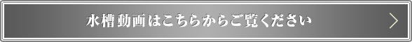 水槽動画はこちらからご覧ください