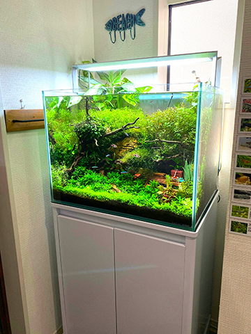 60cm水槽に大自然を再現！