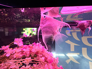 ナイト系のお店に造花水槽！