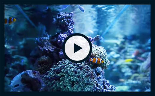 海水珊瑚水槽動画