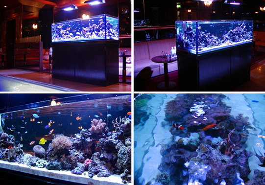 1.5メートル海水珊瑚水槽（銀座　高級クラブ様）