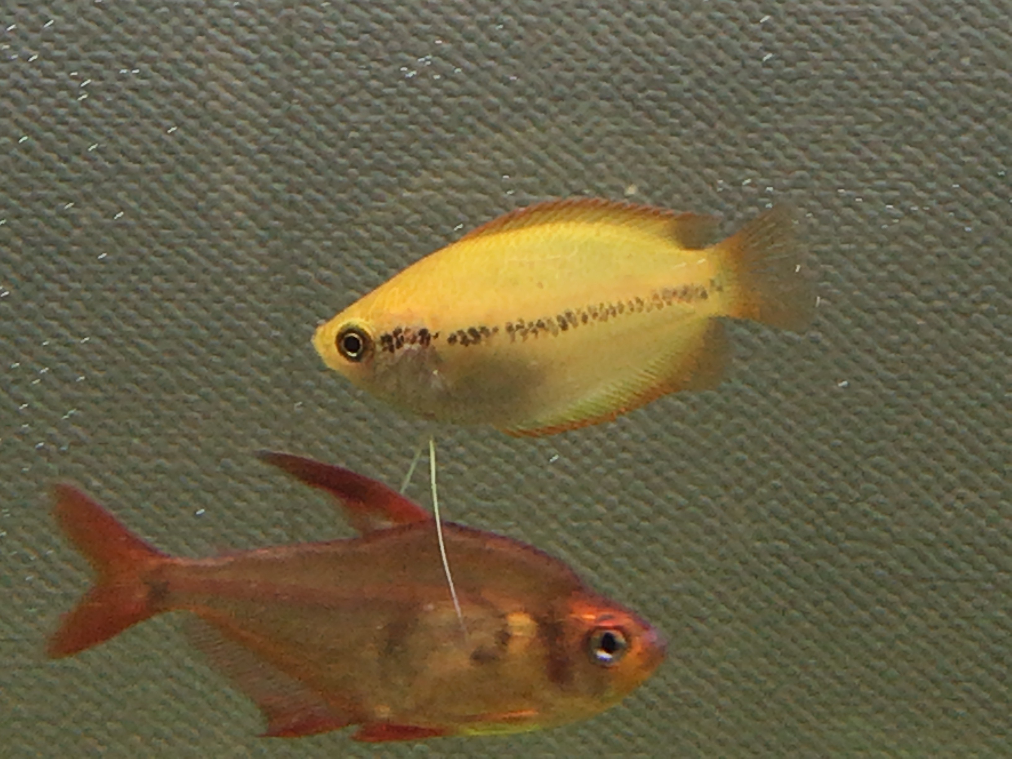 黄色くて小さい淡水魚、ゴールデンハニードワーフグラミー